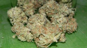 Strain Review: Critical Mass (CBD Strain)