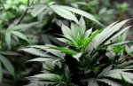 Texas Lawmaker Files Bill to Legalize Marijuana