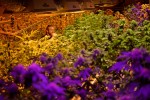 Colorado Lawmakers Scramble to Keep Millions in Marijuana Taxes