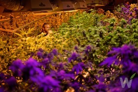 Colorado Lawmakers Scramble to Keep Millions in Marijuana Taxes