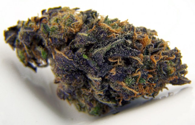 My Favorite Strains: Blackberry Kush, Source: http://i1004.photobucket.com/albums/af169/capturetheflag/BlackberryKush_TS-1.jpg