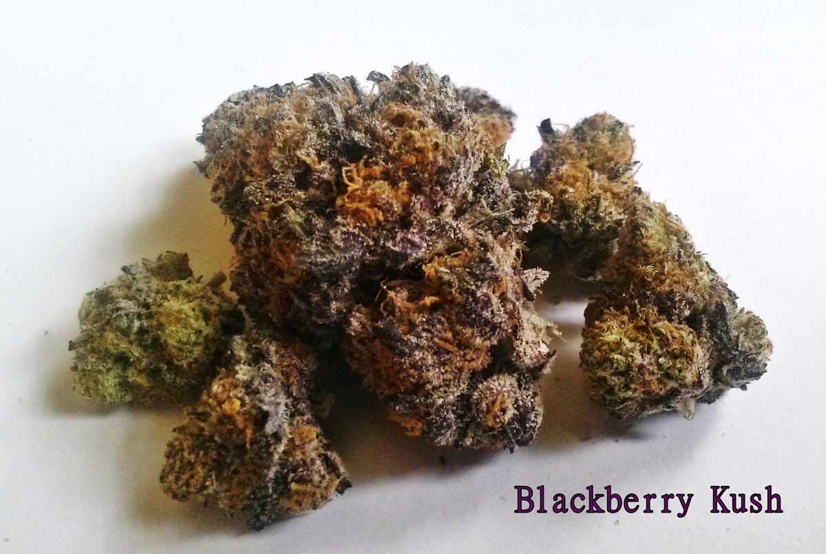 My Favorite Strains Blackberry Kush Weedist