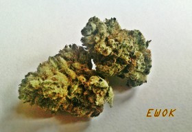 My Favorite Strains: EWOK