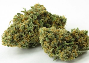 My Favorite Strains: Green Crack, Source: http://www.kindgreenbuds.com/gallery/green-crack/green-crack-1.jpg