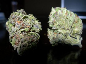 My Favorite Strains: Lavender Kush