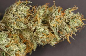 My Favorite Strains: Scott's OG, Source: https://www.icmag.com/ic/picture.php?albumid=38861&pictureid=944302