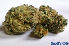 My Favorite Strains: Scott’s OG