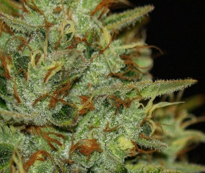 My Favorite Strains: Wreckage, Source: http://www.sativabagswholesale.com/pictures/Puresativa%202014/THSeeds/THSeeds%20-%20Wreckage%20resin.jpg