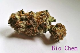 My Favorite Strains: Bio Chem