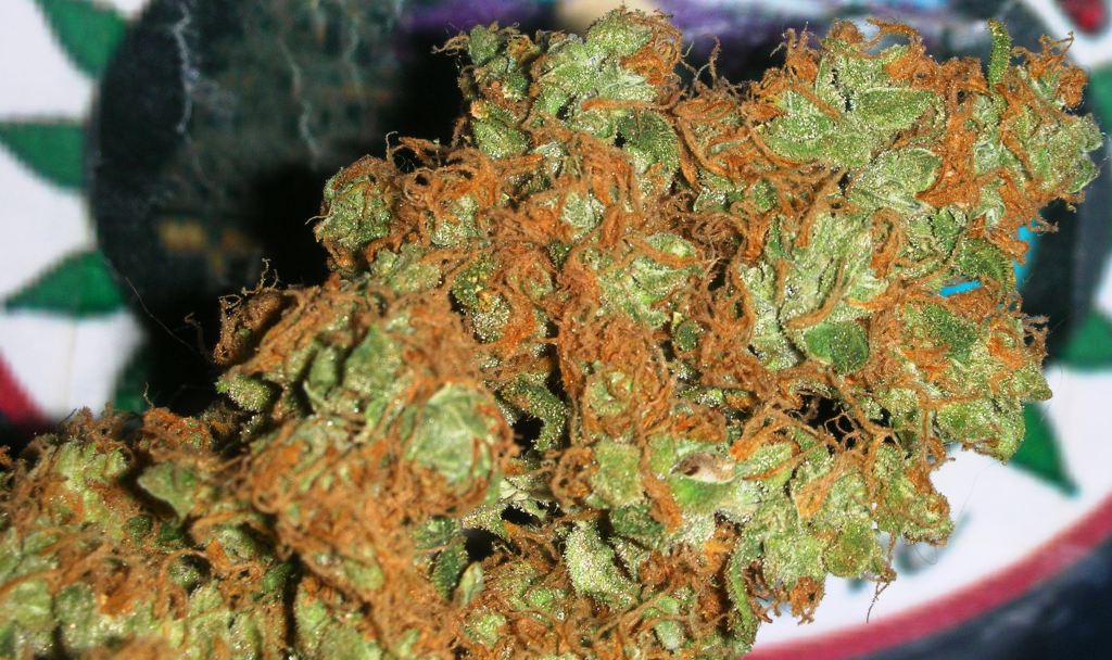 My Favorite Strains Top 6 Best Tasting Weedist