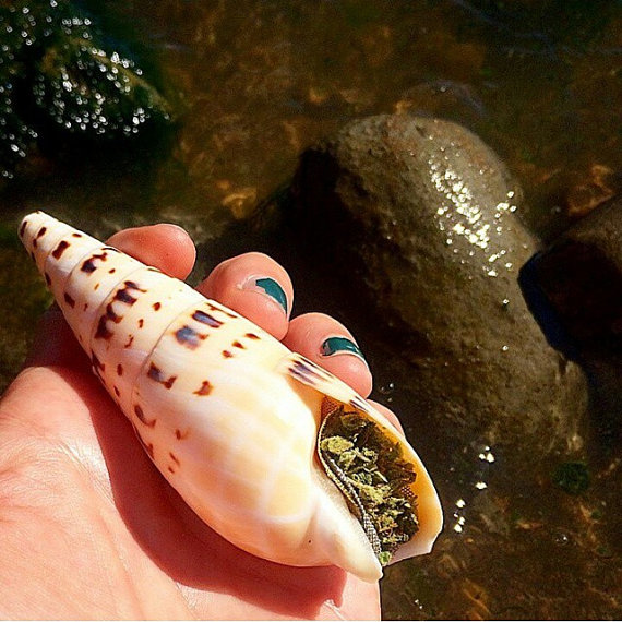 Piece of the Week | Authentic Seashell Pipes - Weedist